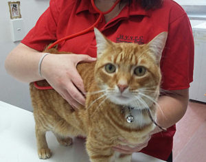 Health Checks - Henderson Valley Vet