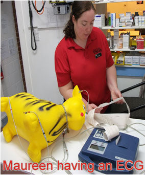 Henderson Valley Vet  - Maureen having an ECG 