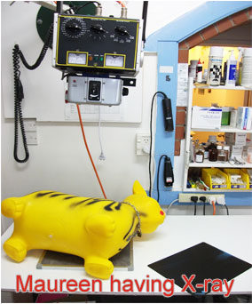 Henderson Valley Vet - Maureen having Xray