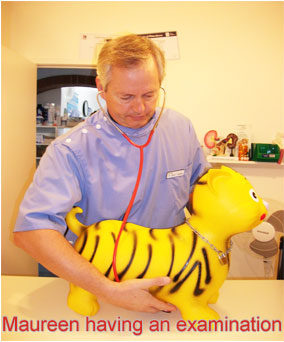 Henderson Valley Vet - Maureen having an examination