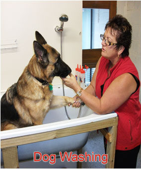 Henderson Valley Vet - dog washing