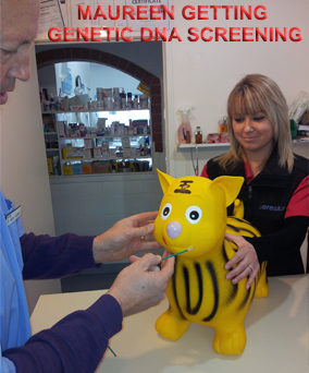 Henderson Valley Vet - Maureen getting genetic DNA screening