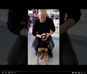 How to brush a big dog's teeth